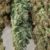 Group logo of TOP 27 BEST SATIVA STRAINS
